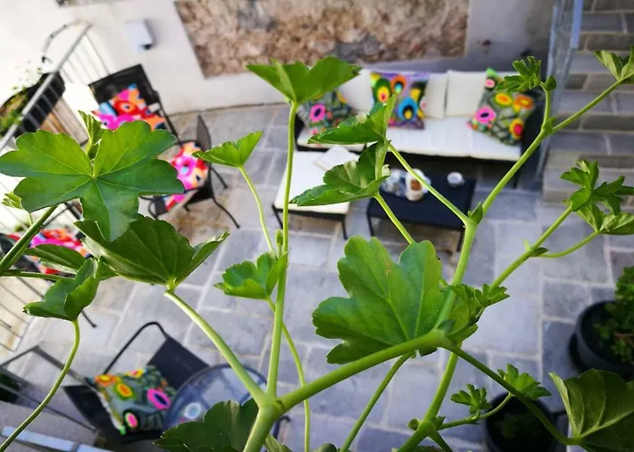 Cres Art Studio Lime Apartment